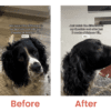 Salmon Oil for Dogs Before and After