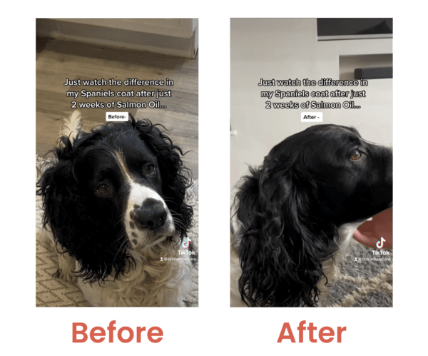 Salmon Oil for Dogs Before and After