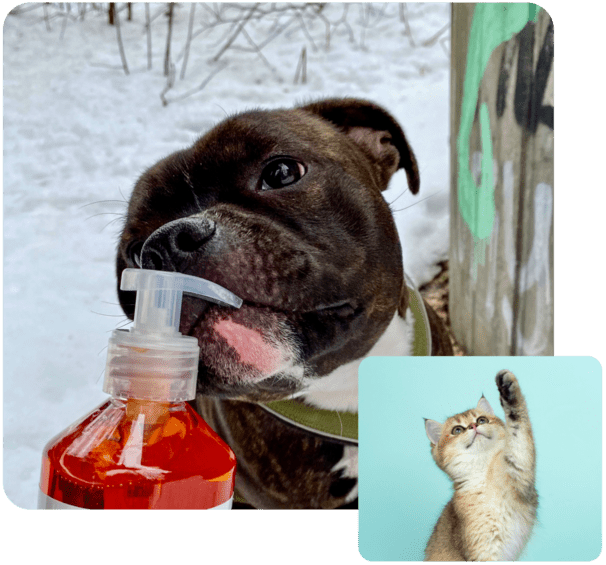 Dog licking salmon oil with cat image overlay