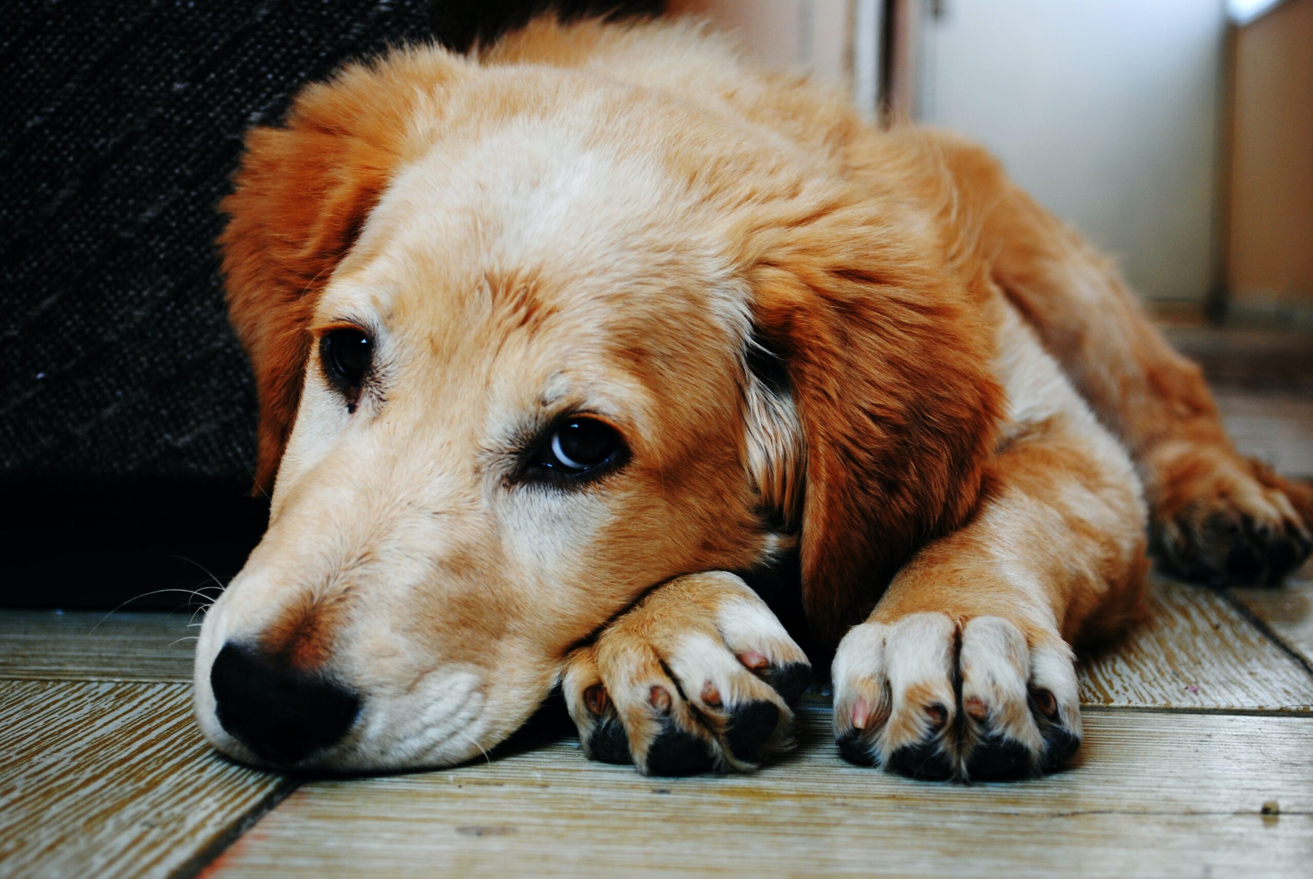 Seven Side Effects Of Too Much Salmon Oil For Dogs (And What To Do About It)