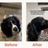Before and after salmon oil 1