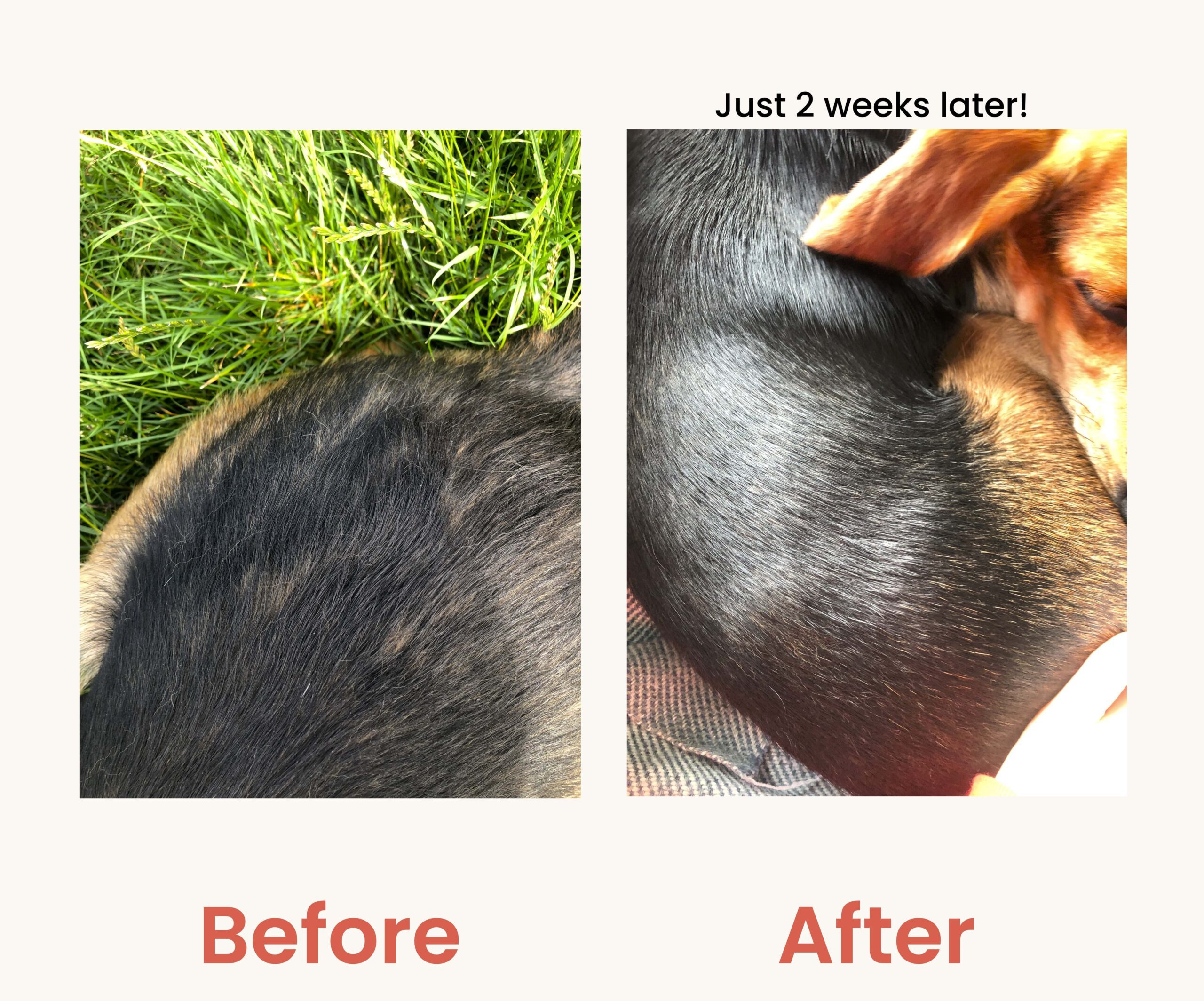Before and after salmon oil 1