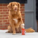 salmon oil for dogs how to use