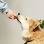 how much salmon oil for dogs