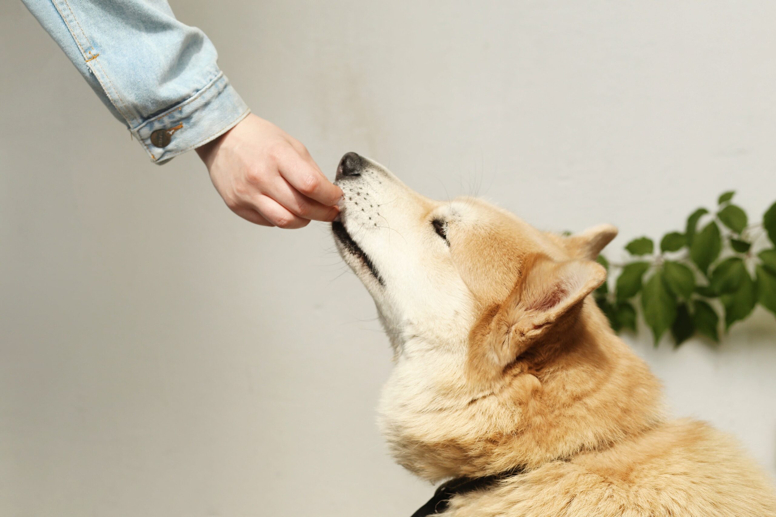 How Much Salmon Oil for Dogs: Six Top Tips to Get It Right